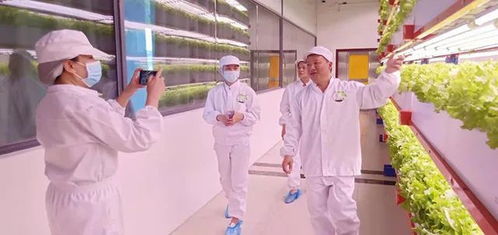 看菜不是菜，看菜还是菜 文化传媒的镜像与重构